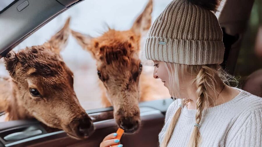 Ottawa: Private Parc Omega Wildlife Safari – Winter Magic - Feeding Deer and Elk From the SUV