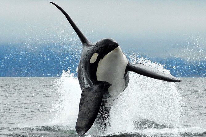 Parksville: Half-Day Whale and Wildlife Adventure - Key points to know before you book