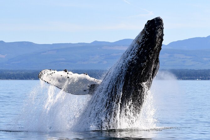 Parksville: Half-Day Whale and Wildlife Adventure - Leaving Parksville for the northern Salish Sea