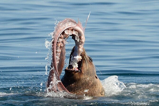 Parksville: Half-Day Whale and Wildlife Adventure - Searching for Biggs orcas and humpback whales