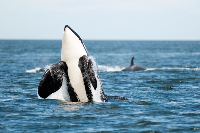 Parksville: Half-Day Whale and Wildlife Adventure - Dolphins, seals, sea lions, and bald eagles