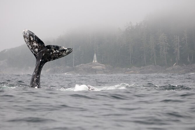 Parksville: Half-Day Whale and Wildlife Adventure - The guides make the difference