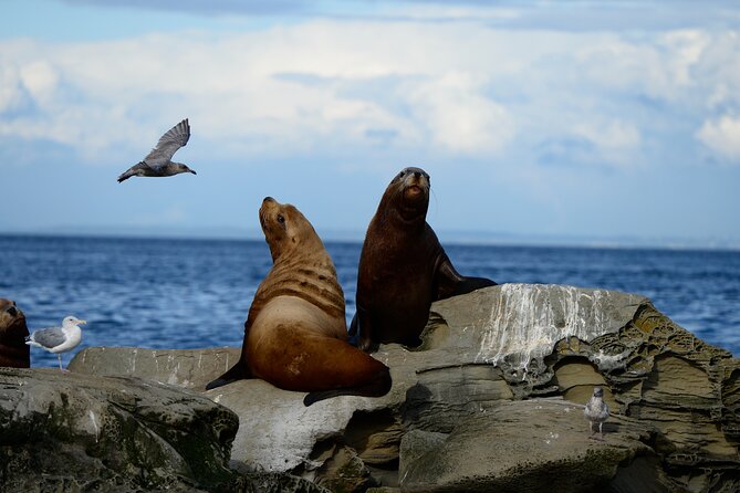 Parksville: Half-Day Whale and Wildlife Adventure - Is $155 a fair price?