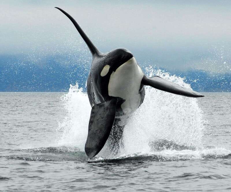 Parksville: Half-Day Whale and Wildlife Adventure - Who should book this Parksville whale trip?