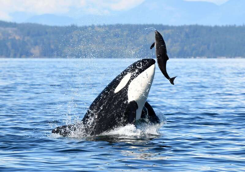 Parksville: Sunset Whale and Wildlife Adventure - Booking details that affect your choice