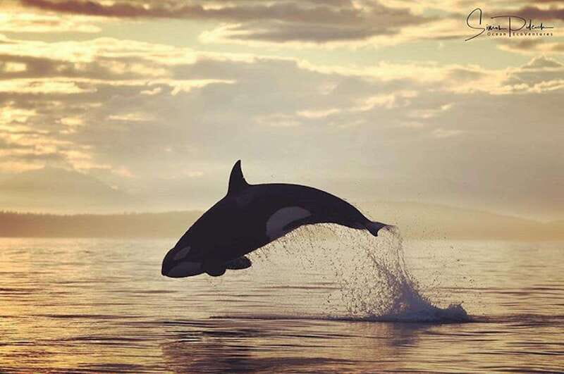 Parksville: Sunset Whale and Wildlife Adventure - Leaving Parksville for the evening