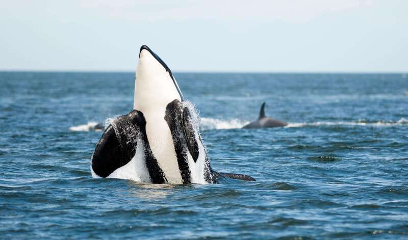 Parksville: Sunset Whale and Wildlife Adventure - What the boat ride feels like