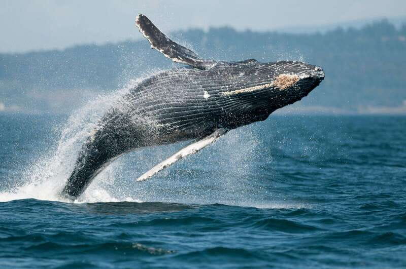 Parksville: Sunset Whale and Wildlife Adventure - A closer look at the timing and route