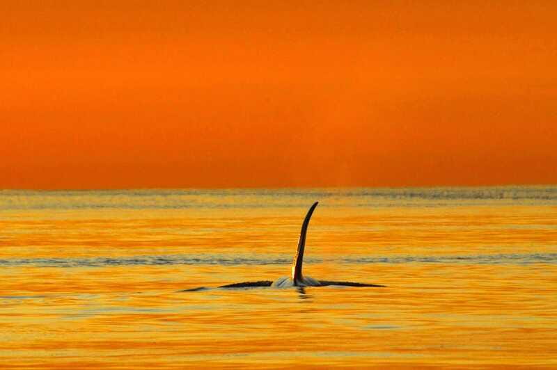 Parksville: Sunset Whale and Wildlife Adventure - Who will enjoy this Parksville whale tour?