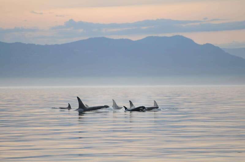 Parksville: Sunset Whale and Wildlife Adventure - The Salish Sea at sunset