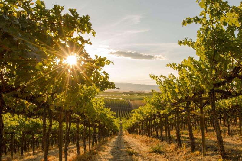 Penticton: Naramata Bench Full Day Guided Wine Tour - Why the Naramata Bench makes a good wine day