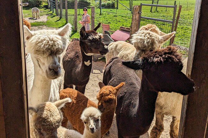 Pontiac Farm Tour - Day Trip From Ottawa & Gatineau - Why this farm day feels different from a standard Ottawa outing