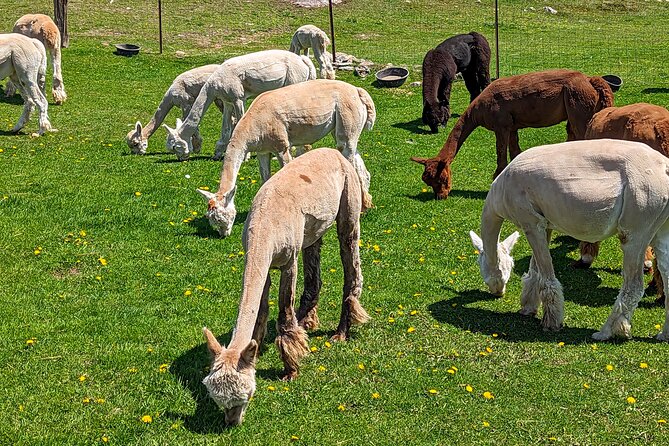 Pontiac Farm Tour - Day Trip From Ottawa & Gatineau - Getting close to alpacas at Willow Lane