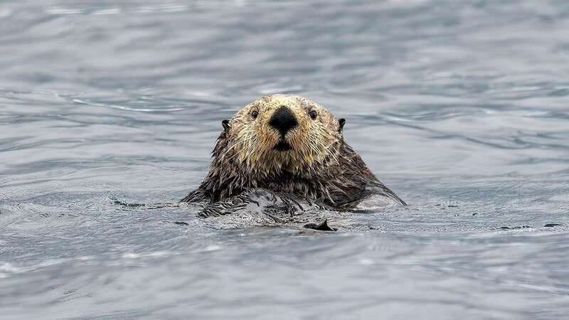 Port Hardy: Sea Otter and Whale Watching - Key points before you book