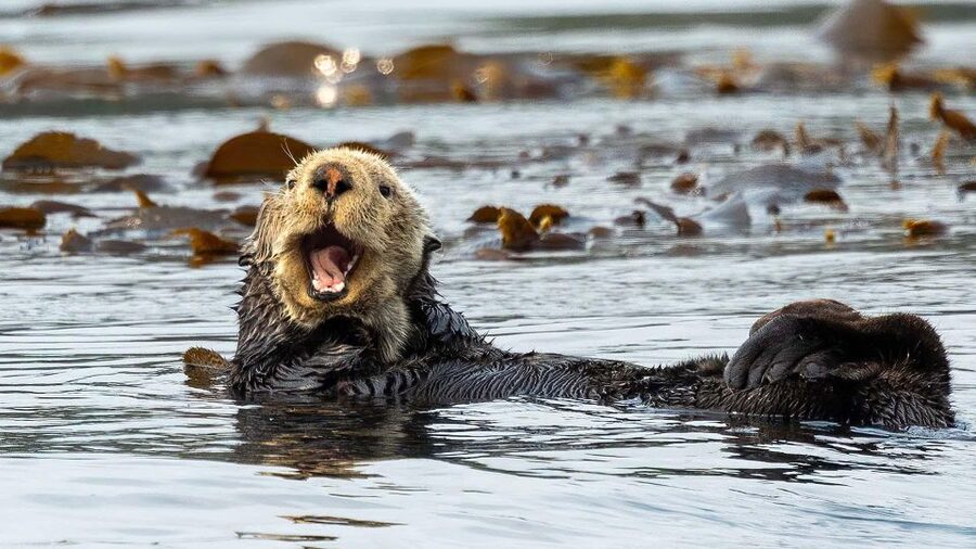 Port Hardy: Sea Otter and Whale Watching - Is the $276 price fair?