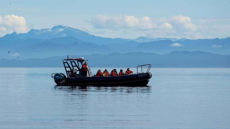 Port Hardy: Sea Otter and Whale Watching - Why this Port Hardy trip feels different