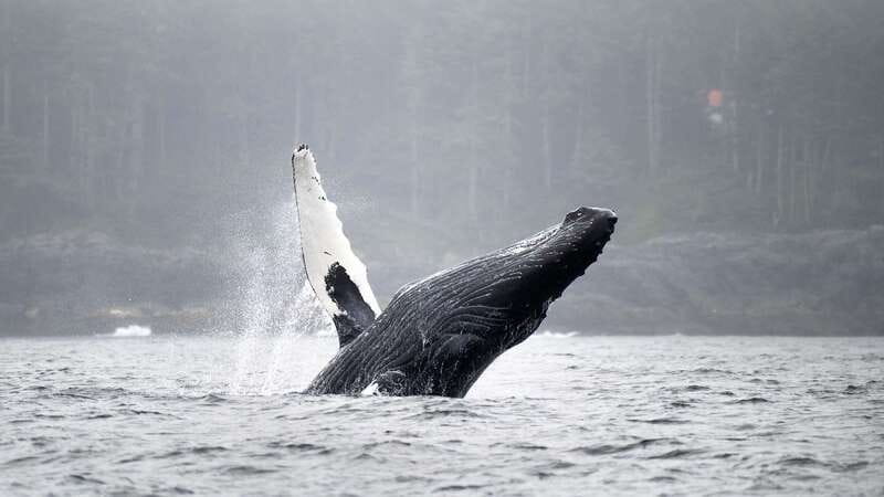 Port Hardy: Sea Otter and Whale Watching - A 12-passenger boat made for rougher water