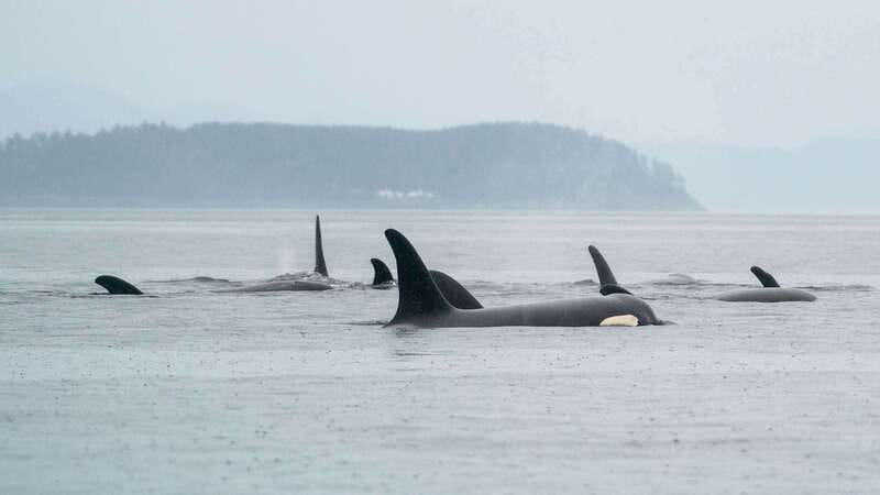 Port Hardy: Sea Otter and Whale Watching - Searching for sea otters and whales