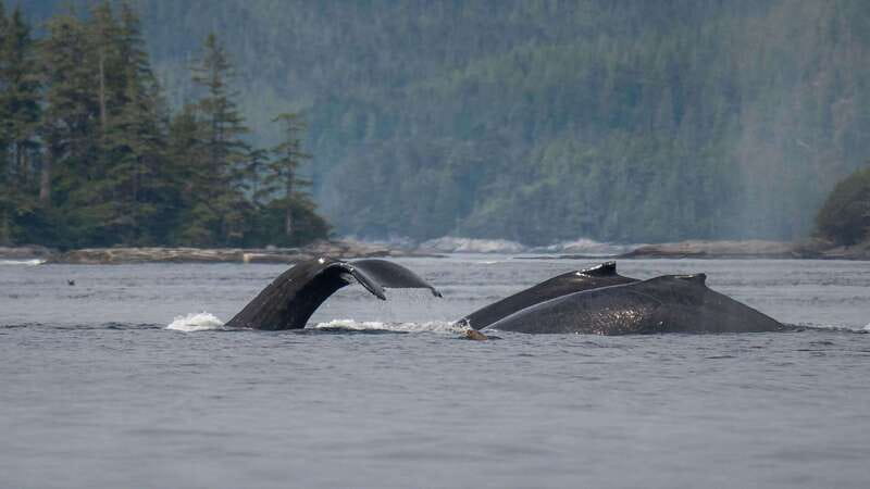 Port Hardy: Sea Otter and Whale Watching - Listening with the hydrophone