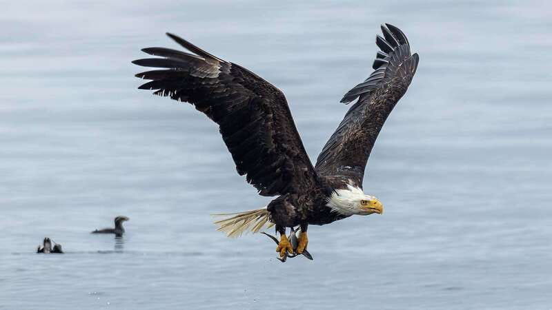 Port Hardy: Sea Otter and Whale Watching - Lunch, hot drinks, and the five-and-a-half-hour rhythm