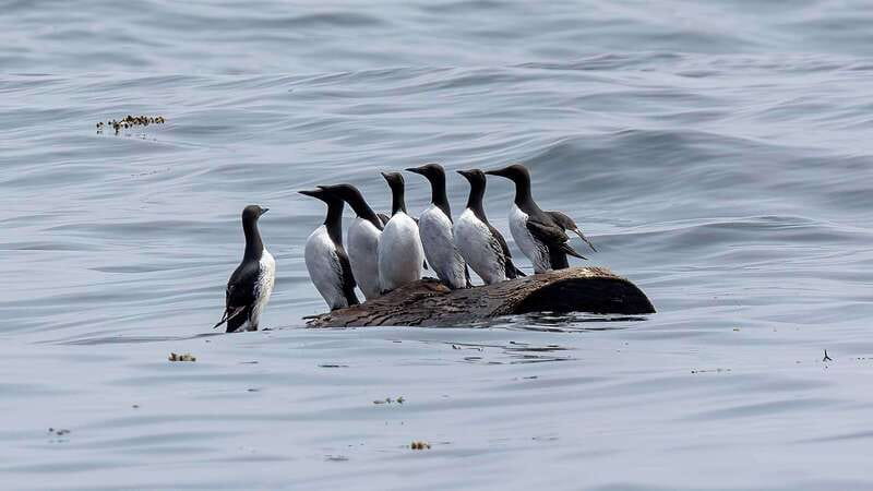 Port Hardy: Sea Otter and Whale Watching - Photography without the fuss