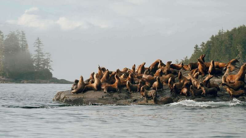 Port Hardy: Sea Otter and Whale Watching - Getting ready at Market Street