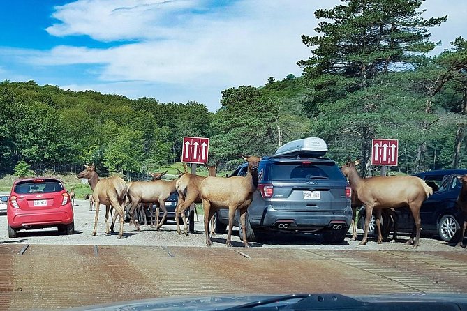 Private day tour to wildlife Parc Omega and Montebello lodge from Montreal - The wildlife comes to your car at Parc Omega