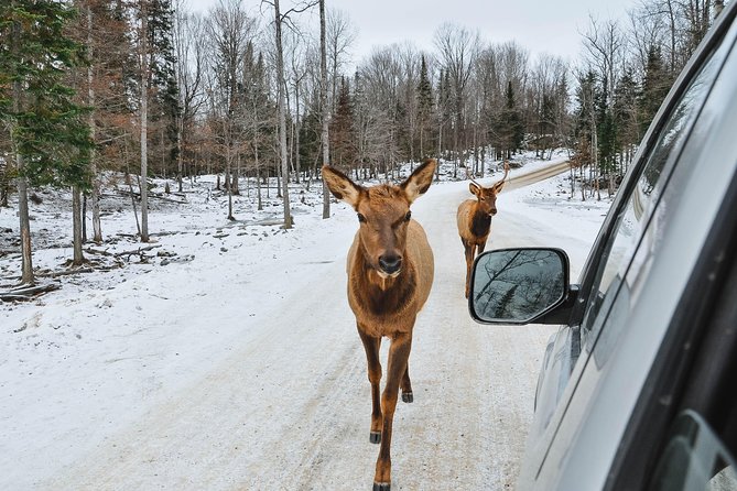 Private day tour to wildlife Parc Omega and Montebello lodge from Montreal - A two-hour drive from Montreal, with the countryside along the way