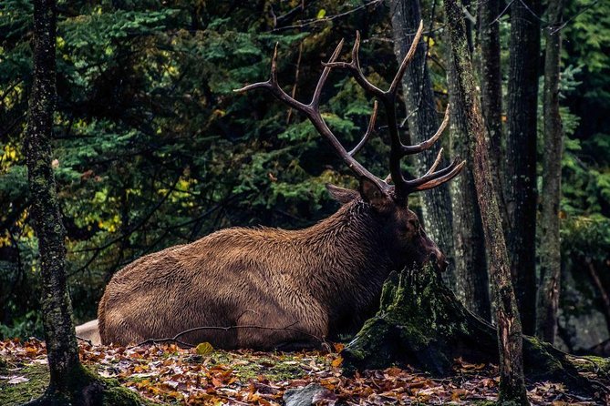 Private day tour to wildlife Parc Omega and Montebello lodge from Montreal - A brief look at Fairmont Le Chateau Montebello
