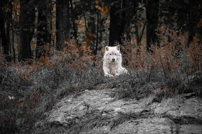 Private day tour to wildlife Parc Omega and Montebello lodge from Montreal - What the private format changes