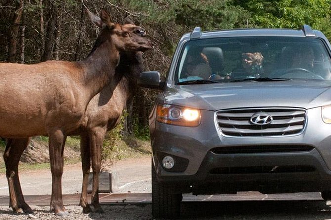 Private day tour to wildlife Parc Omega and Montebello lodge from Montreal - Who should book this day trip?