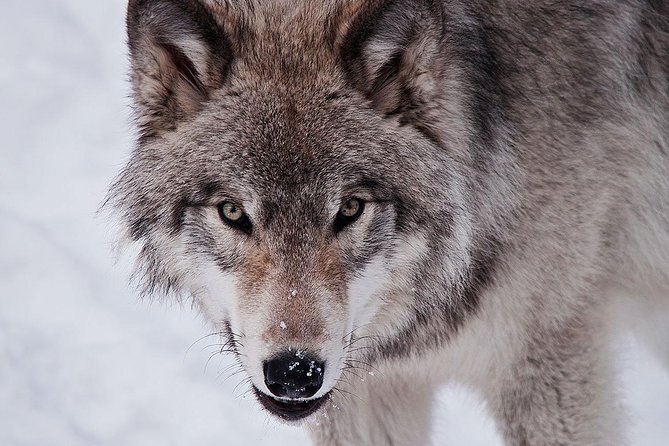 Private day tour to wildlife Parc Omega and Montebello lodge from Montreal - Booking, timing, and cancellation details