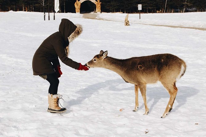 Private day tour to wildlife Parc Omega and Montebello lodge from Montreal - The carrot feeding is simple, close, and memorable