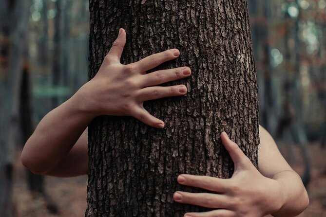 Private Forest Bathing Experience Connect with Nature - Who Will Get the Most From It