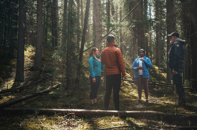Private Forest Bathing Experience Connect with Nature - Price, Timing, and Practical Value
