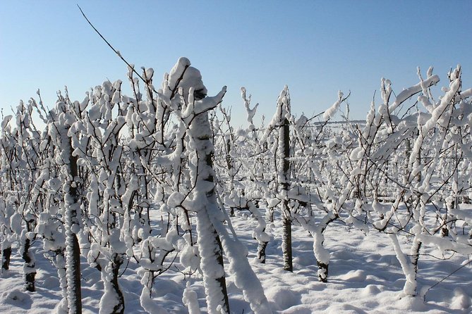 Private Niagara Ice Wine Tour - Starting in Niagara on the Lake’s Heritage District