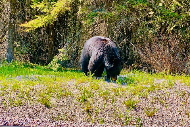 Private tour-Best of Banff: A Signature Journey in the Rocky(3HR) - A quick way to see Banff’s signature sights