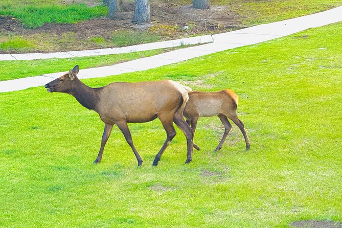 Private tour-Best of Banff: A Signature Journey in the Rocky(3HR) - What $372.68 means for your group