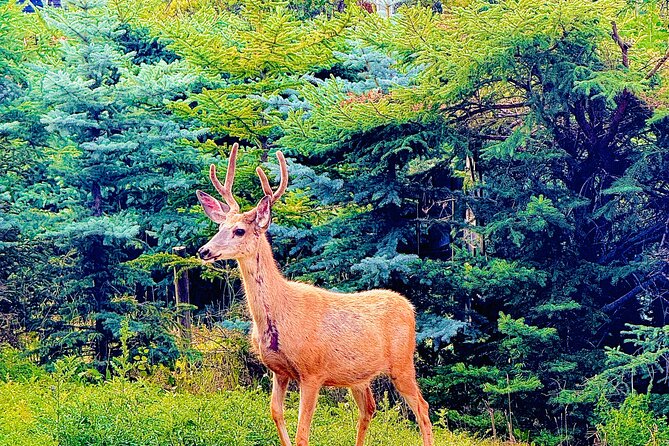 Private tour-Best of Banff: A Signature Journey in the Rocky(3HR) - Timing, parking, and practical planning