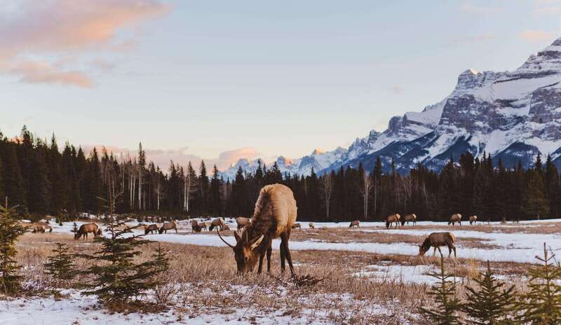 PRIVATE Wilderness and Wildlife Walking Tour - 3hrs - Starting at Canmore Recreation Centre