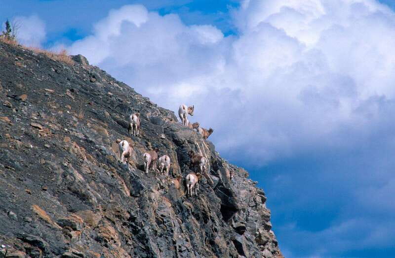 PRIVATE Wilderness and Wildlife Walking Tour - 3hrs - Riding out to quieter Rocky Mountain country