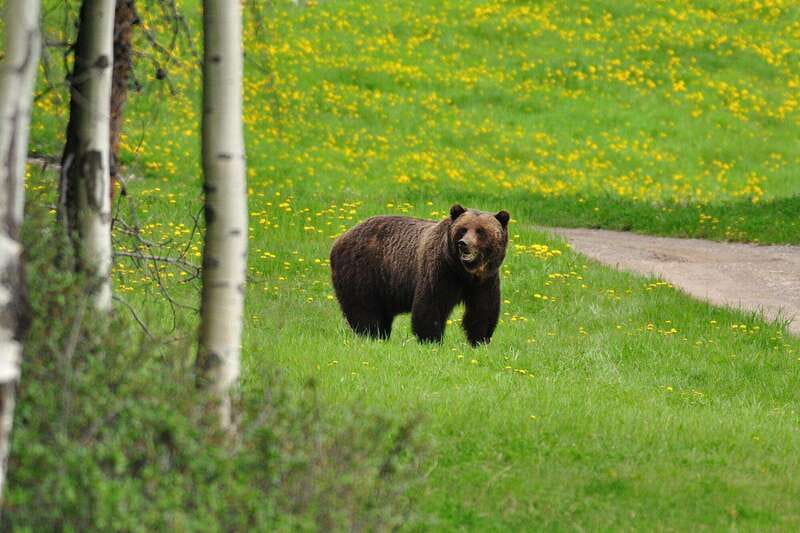 PRIVATE Wilderness and Wildlife Walking Tour - 3hrs - Why the private format matters