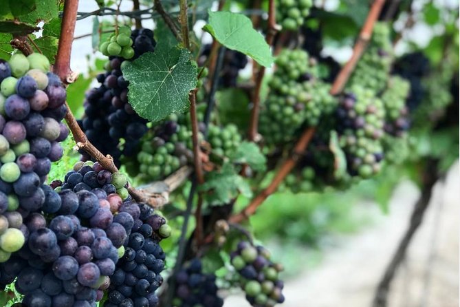 Private Wine & Charcuterie Tour (Customizable) - Pillitteri Estates adds a guided facility visit