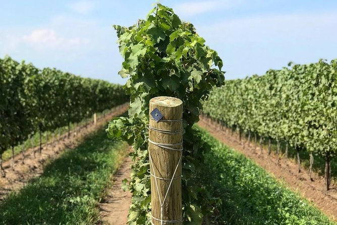 Private Wine & Charcuterie Tour (Customizable) - The $223.80 price is mainly paying for ease