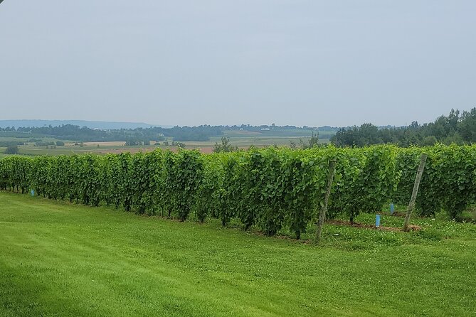 Private Wine Tours from Halifax - What makes Nova Scotia wine worth the drive
