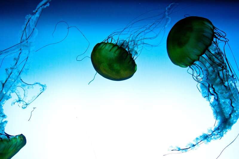 Quebec: Aquarium du Quebec Entry Ticket - Quick points to know