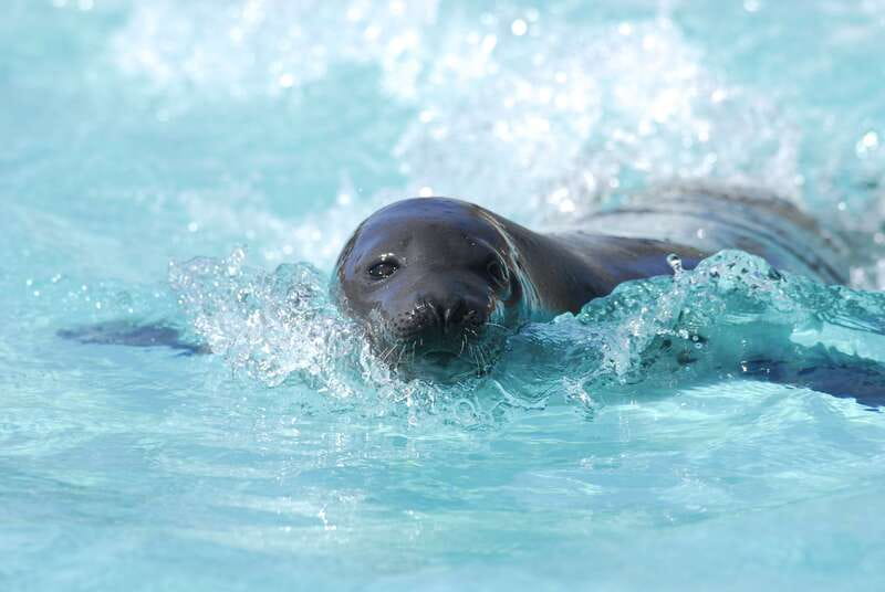 Quebec: Aquarium du Quebec Entry Ticket - A practical route for two to four hours