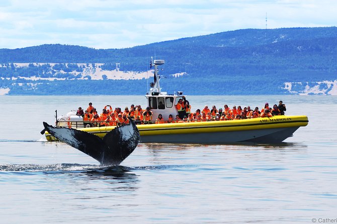 Québec City: Whale Watching Tour with Bus Transportation - The long road from Québec City to the whales