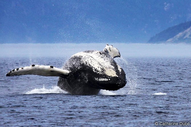 Québec City: Whale Watching Tour with Bus Transportation - Who should book this Québec City excursion?