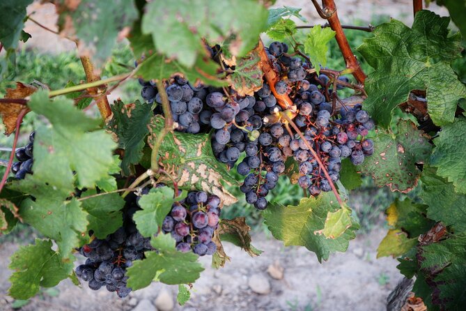 Relaxing Afternoon Wine Tour through Niagara's Wine Country - The first winery: expect variety, not a fixed menu